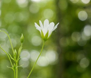 Preview wallpaper flowers, petals, blur, buds