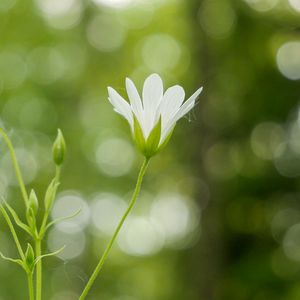 Preview wallpaper flowers, petals, blur, buds