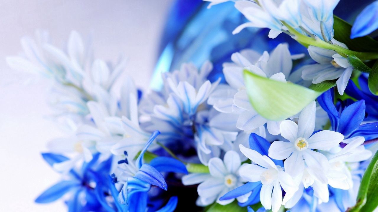 Wallpaper flowers, petals, bouquet, white, blue