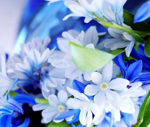 Preview wallpaper flowers, petals, bouquet, white, blue