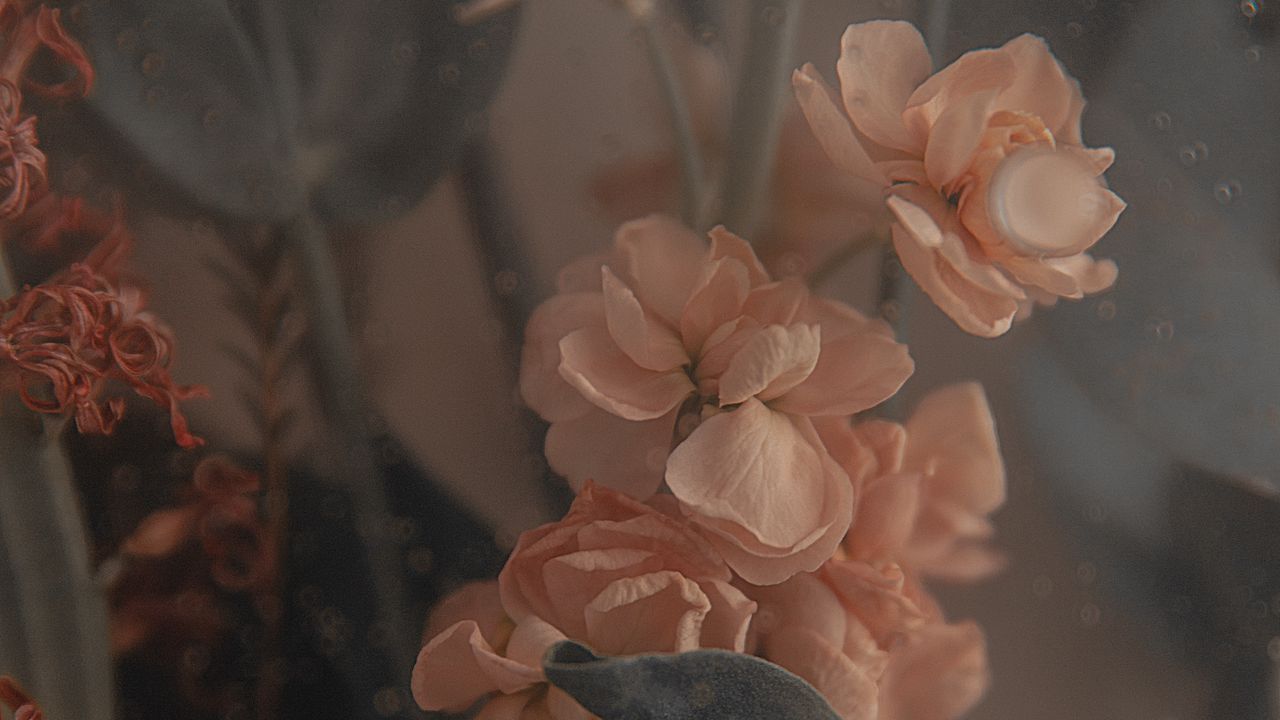 Wallpaper flowers, petals, bouquet, aesthetics