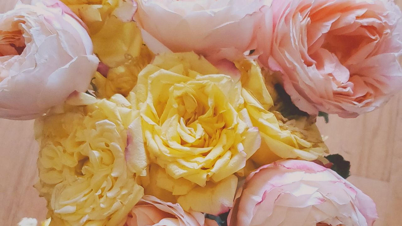 Wallpaper flowers, petals, bouquet, light