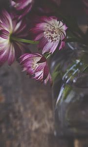Preview wallpaper flowers, petals, bouquet, vase, aesthetics