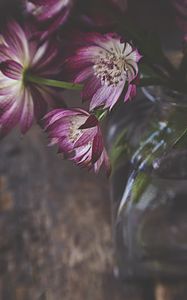Preview wallpaper flowers, petals, bouquet, vase, aesthetics