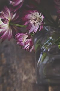Preview wallpaper flowers, petals, bouquet, vase, aesthetics