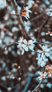 Preview wallpaper flowers, petals, branch, flowering