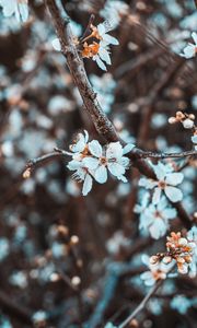 Preview wallpaper flowers, petals, branch, flowering