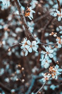 Preview wallpaper flowers, petals, branch, flowering