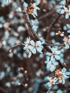 Preview wallpaper flowers, petals, branch, flowering