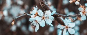 Preview wallpaper flowers, petals, branch, flowering
