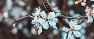 Preview wallpaper flowers, petals, branch, flowering