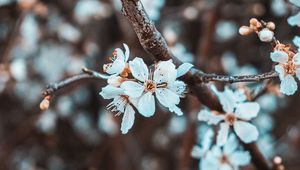 Preview wallpaper flowers, petals, branch, flowering