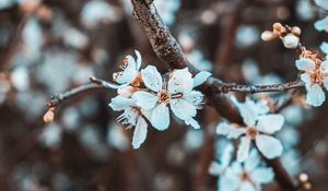 Preview wallpaper flowers, petals, branch, flowering