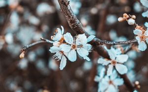 Preview wallpaper flowers, petals, branch, flowering