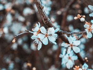 Preview wallpaper flowers, petals, branch, flowering