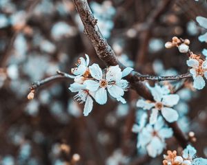 Preview wallpaper flowers, petals, branch, flowering