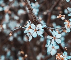 Preview wallpaper flowers, petals, branch, flowering