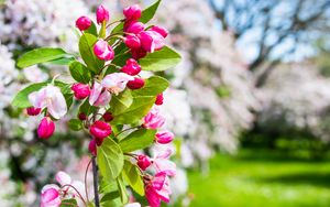 Preview wallpaper flowers, petals, branch, leaves, macro