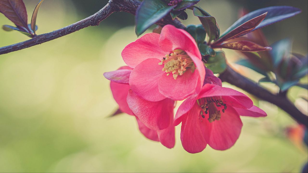 Wallpaper flowers, petals, branch, macro