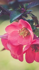 Preview wallpaper flowers, petals, branch, macro