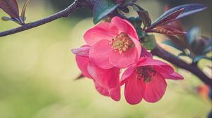 Preview wallpaper flowers, petals, branch, macro