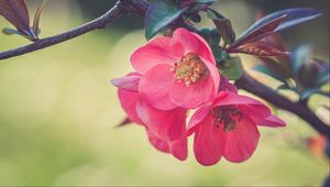 Preview wallpaper flowers, petals, branch, macro