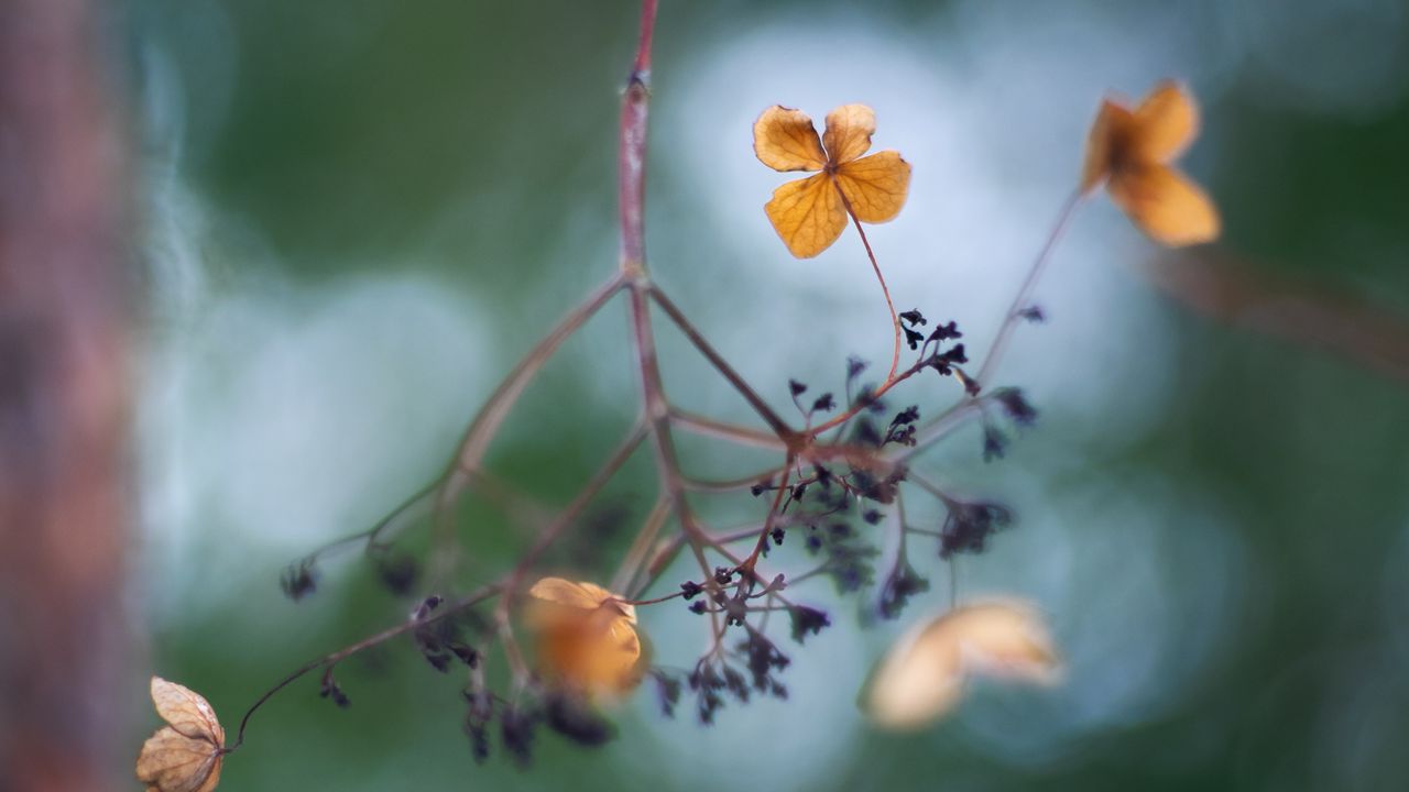 Wallpaper flowers, petals, branch, dry, blur, macro