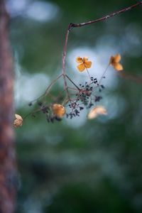 Preview wallpaper flowers, petals, branch, dry, blur, macro