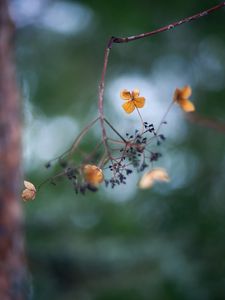 Preview wallpaper flowers, petals, branch, dry, blur, macro