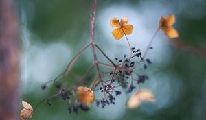 Preview wallpaper flowers, petals, branch, dry, blur, macro