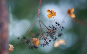 Preview wallpaper flowers, petals, branch, dry, blur, macro