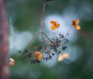 Preview wallpaper flowers, petals, branch, dry, blur, macro