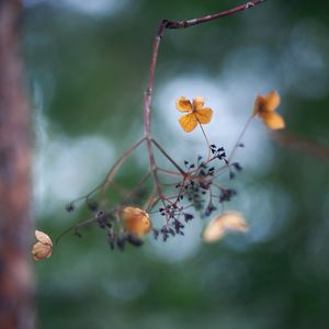 Preview wallpaper flowers, petals, branch, dry, blur, macro