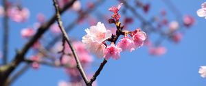 Preview wallpaper flowers, petals, branch, cherry, macro