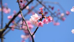 Preview wallpaper flowers, petals, branch, cherry, macro