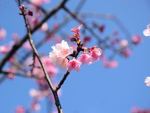 Preview wallpaper flowers, petals, branch, cherry, macro