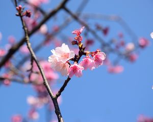 Preview wallpaper flowers, petals, branch, cherry, macro