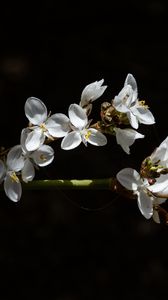 Preview wallpaper flowers, petals, branch, shadows
