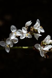 Preview wallpaper flowers, petals, branch, shadows