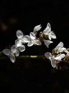 Preview wallpaper flowers, petals, branch, shadows