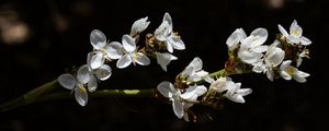 Preview wallpaper flowers, petals, branch, shadows