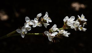 Preview wallpaper flowers, petals, branch, shadows