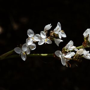 Preview wallpaper flowers, petals, branch, shadows