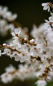 Preview wallpaper flowers, petals, branches, spring, blur