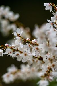 Preview wallpaper flowers, petals, branches, spring, blur
