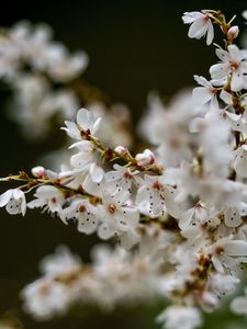 Preview wallpaper flowers, petals, branches, spring, blur
