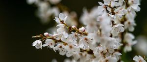 Preview wallpaper flowers, petals, branches, spring, blur