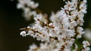 Preview wallpaper flowers, petals, branches, spring, blur