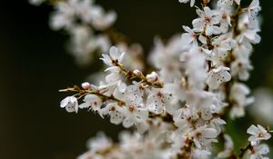Preview wallpaper flowers, petals, branches, spring, blur