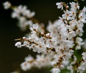 Preview wallpaper flowers, petals, branches, spring, blur